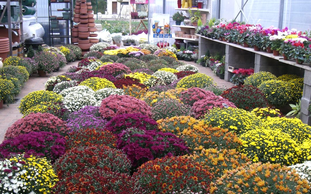 Arrivage de Chrysanthèmes